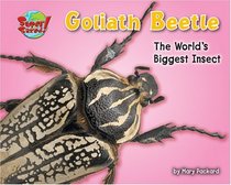 Goliath Beetle: One of the World's Heaviest Insects (Supersized!)