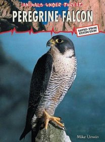 Peregrine Falcon (Animals under threat)