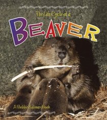 The Life Cycle of a Beaver