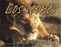 Los Leones / Lions (Animales Depredadores / Animal Predators) (Spanish Edition)