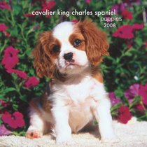 Cavalier King Charles Spaniel Puppies 2008 Mini Wall Calendar (German, French, Spanish and English Edition)