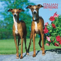 Greyhounds, Italian 2008 Square Wall Calendar (German, French, Spanish and English Edition)