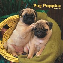 Pug Puppies 2008 Square Wall Calendar