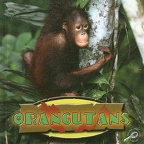 Orangutans (Amazing Apes)