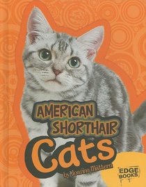 American Shorthair Cats (Edge Books: All about Cats)