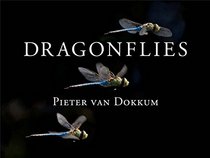Dragonflies: Magnificent Creatures of Water, Air, and Land