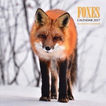 Foxes Calendar 2017: 16 Month Calendar