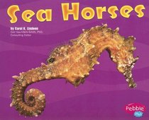 Sea Horses: Under the Sea (Under the Sea (Capstone Paperback))