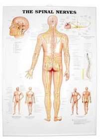 The Spinal Nerves 3D Raised Relief Chart