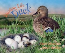Duck (Starting Life)