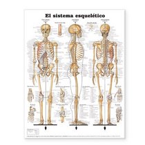 The Skeletal System Anatomical Chart in Spanish (El Sistema Esqueletico)