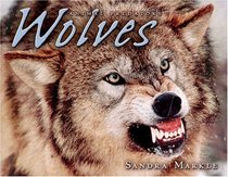 Wolves (Animal Predators)