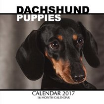 Dachshund Puppies Calendar 2017: 16 Month Calendar