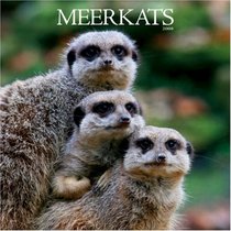 Meerkats 2008 Square Wall Calendar (German, French, Spanish and English Edition)