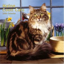 Maine Coon Cats 2008 Square Wall Calendar (Multilingual Edition)