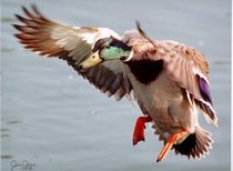 Calling Ducks: Ultimate Guide to Decoying Mallards, Pintail, Wood Ducks, and Diver Ducks