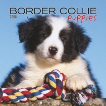 Border Collie Puppies 2008 Mini Wall Calendar (German, French, Spanish and English Edition)