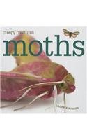 Moths (Creepy Creatures (Creative Education))