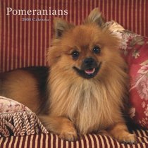 Pomeranians 2008 Square Wall Calendar (German, French, Spanish and English Edition)