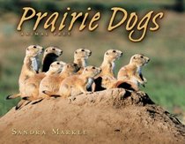 Prairie Dogs (Animal Prey)