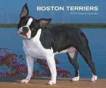 Boston Terriers 2007 Calendar [BOX SET]