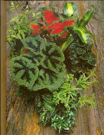The Time-Life Encyclopedia of Gardening - Foliage House Plants