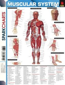 Muscular System (SparkCharts) (SparkCharts)