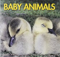 Baby Animals