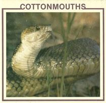Cottonmouths (Snake Discovery Library)