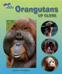 Orangutans Up Close (Zoom in on Animals!)