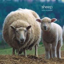 Sheep 2008 Square Wall Calendar (Multilingual Edition)