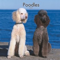 Poodles 2007 Calendar