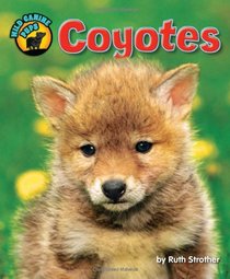 Coyotes (Wild Canine Pups)