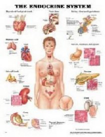 The Endocrine System (Teach & Learn)