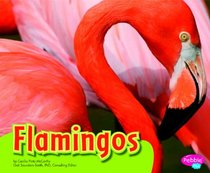 Flamingos