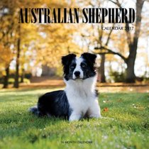 Australian Shepherd Calendar 2017: 16 Month Calendar