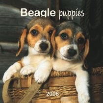 Beagle Puppies 2008 Mini Wall Calendar