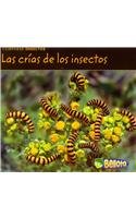 Comparar insectos (Comparing Bugs) (Comparar Insectos / Comparing Bugs) (Spanish Edition)