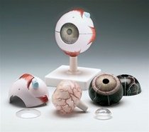 Human Eye Model