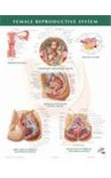 Female Reproductive System Chart (Netter Charts)