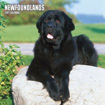 Newfoundlands 2007 Calendar