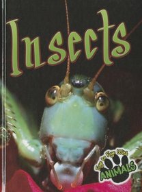 Insects (Eye to Eye With Animals)