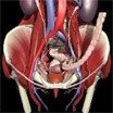 Interactive Pelvis and Perineum: Male and Female