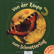 Von der Raupe zum Schmetterling