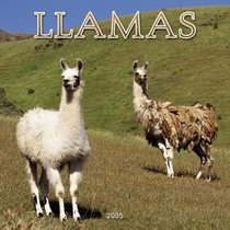 Llamas 2005 Wall Calendar