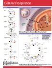 Cellular Respiration