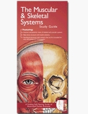 Anatomical Chart Company's Illustrated Pocket Anatomy: Muscular and Skeletal Systems Study Guide