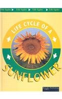Sunflower (Life Cycles)