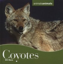 Coyotes (Animals Animals)