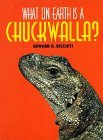 What on Earth Is a Chuckwalla?